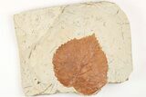 Fossil Leaf (Davidia) - Montana #203356-1